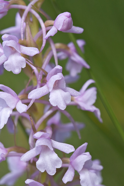 Orchidee di alta quota